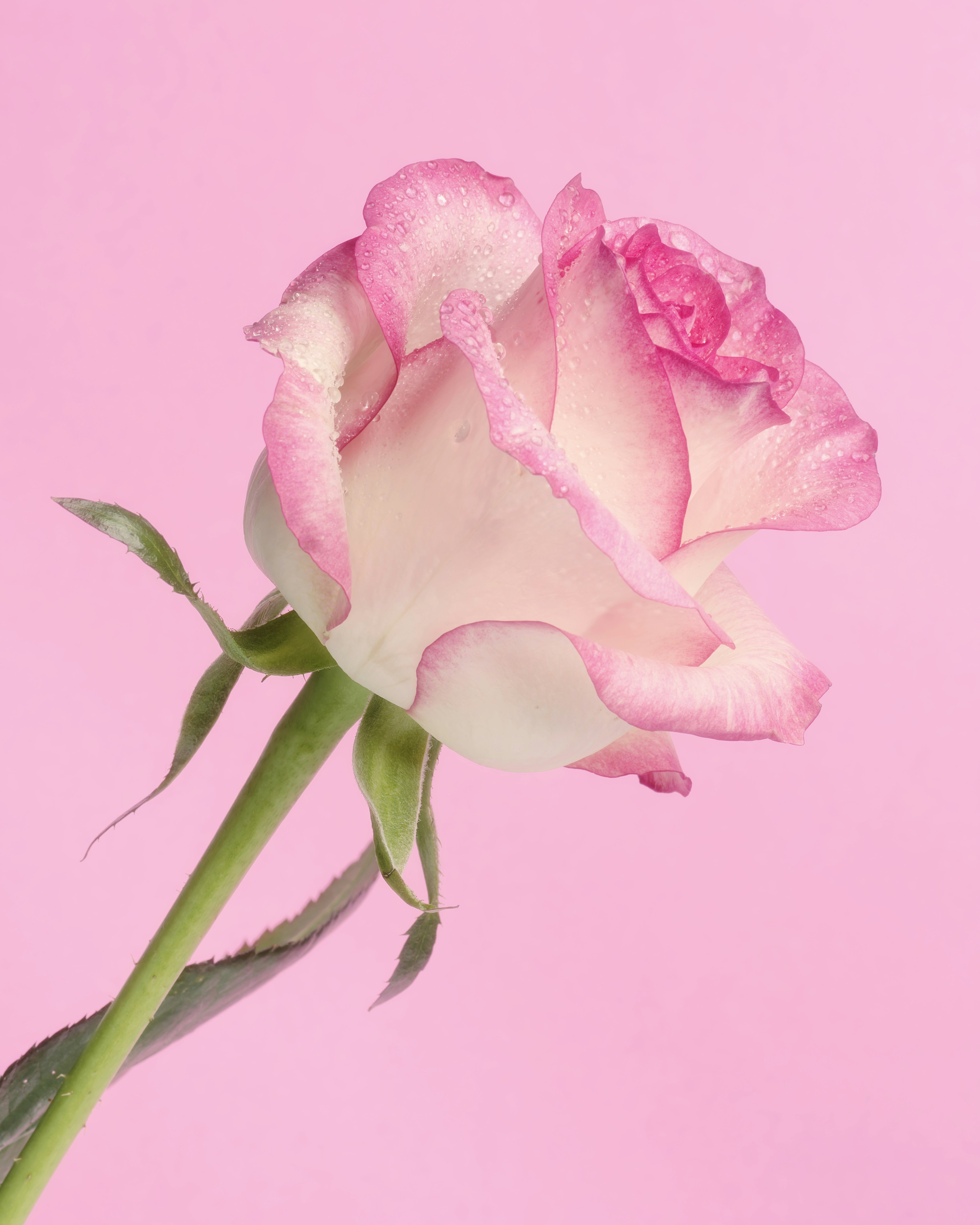 Una singola rosa rosa su sfondo rosa foto – Immagine gratis di Sfondo su  Unsplash, image size:3000x3750