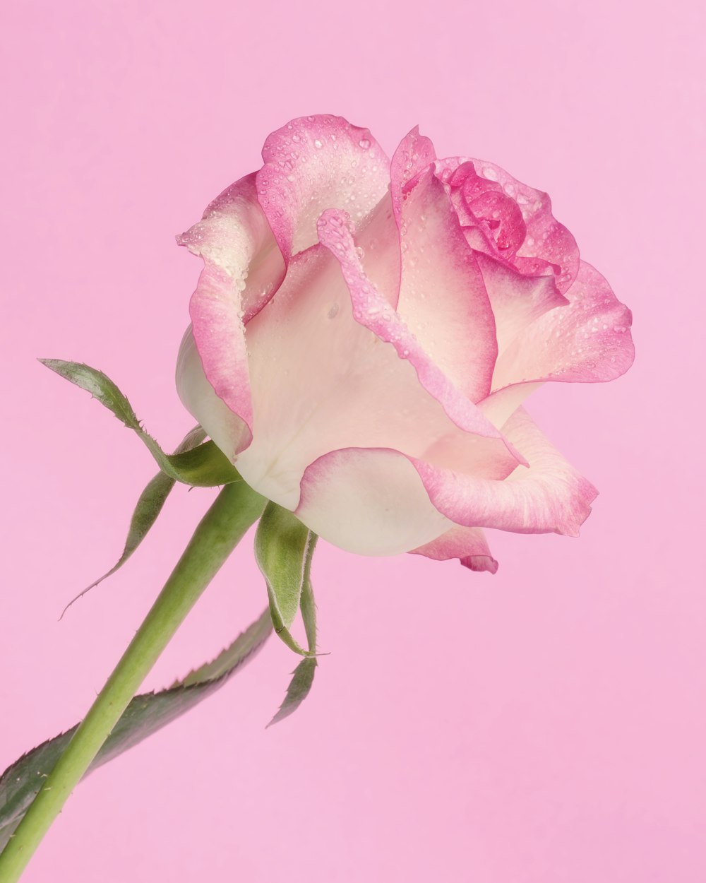 a single pink rose on a pink background