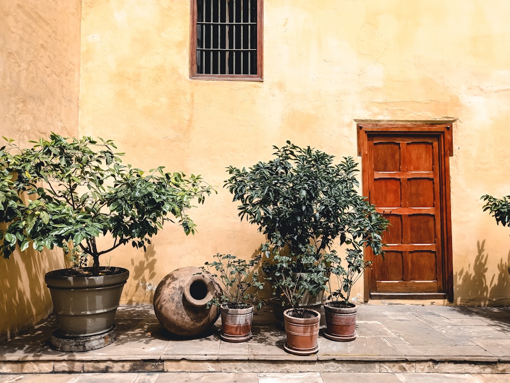 a group of potted plants sitting next to a building