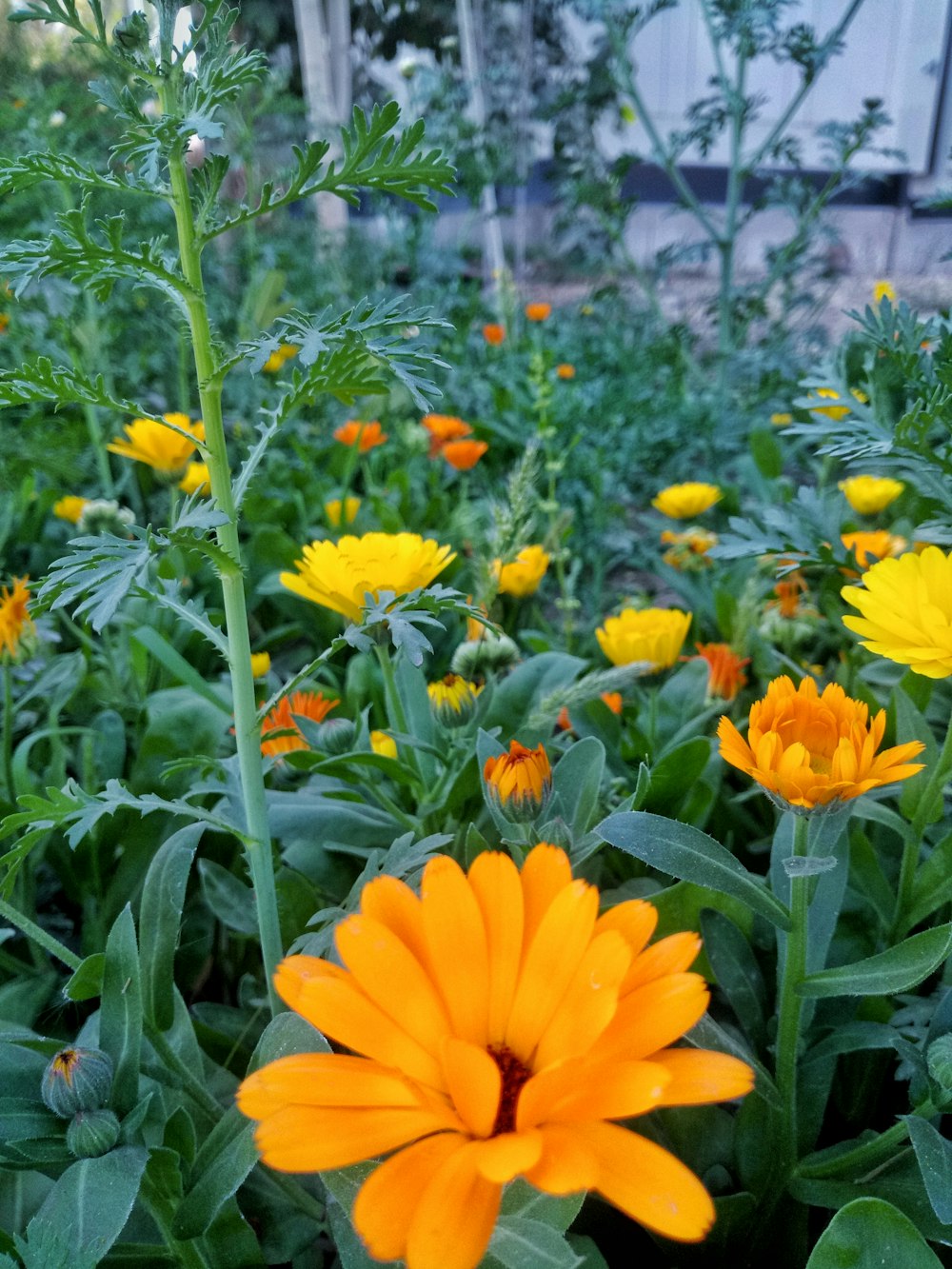 a field full of yellow and orange flowers