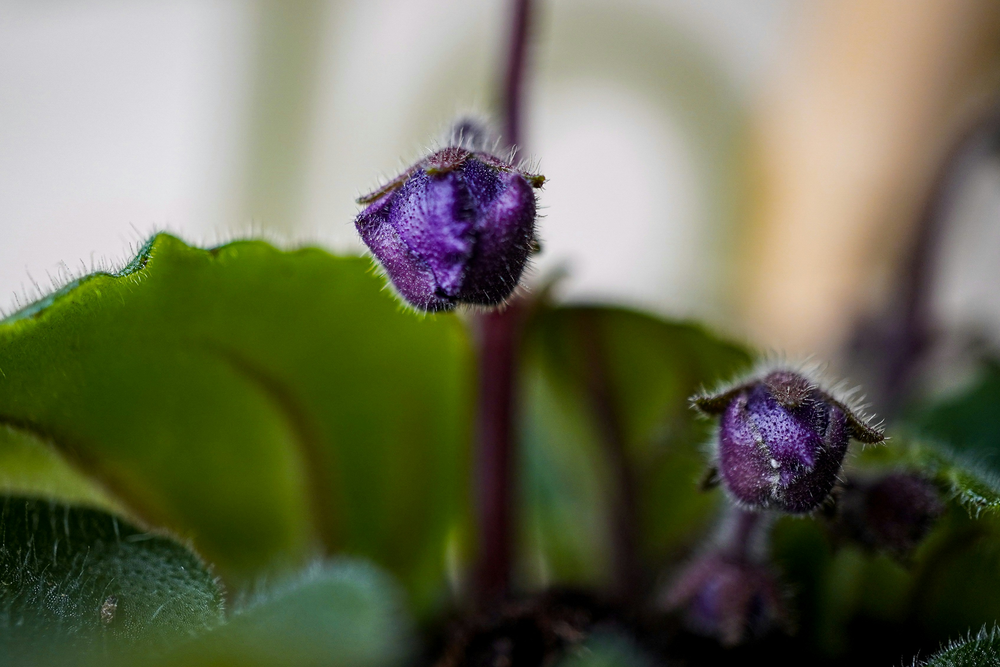 Gros plan d’une fleur violette sur une feuille verte