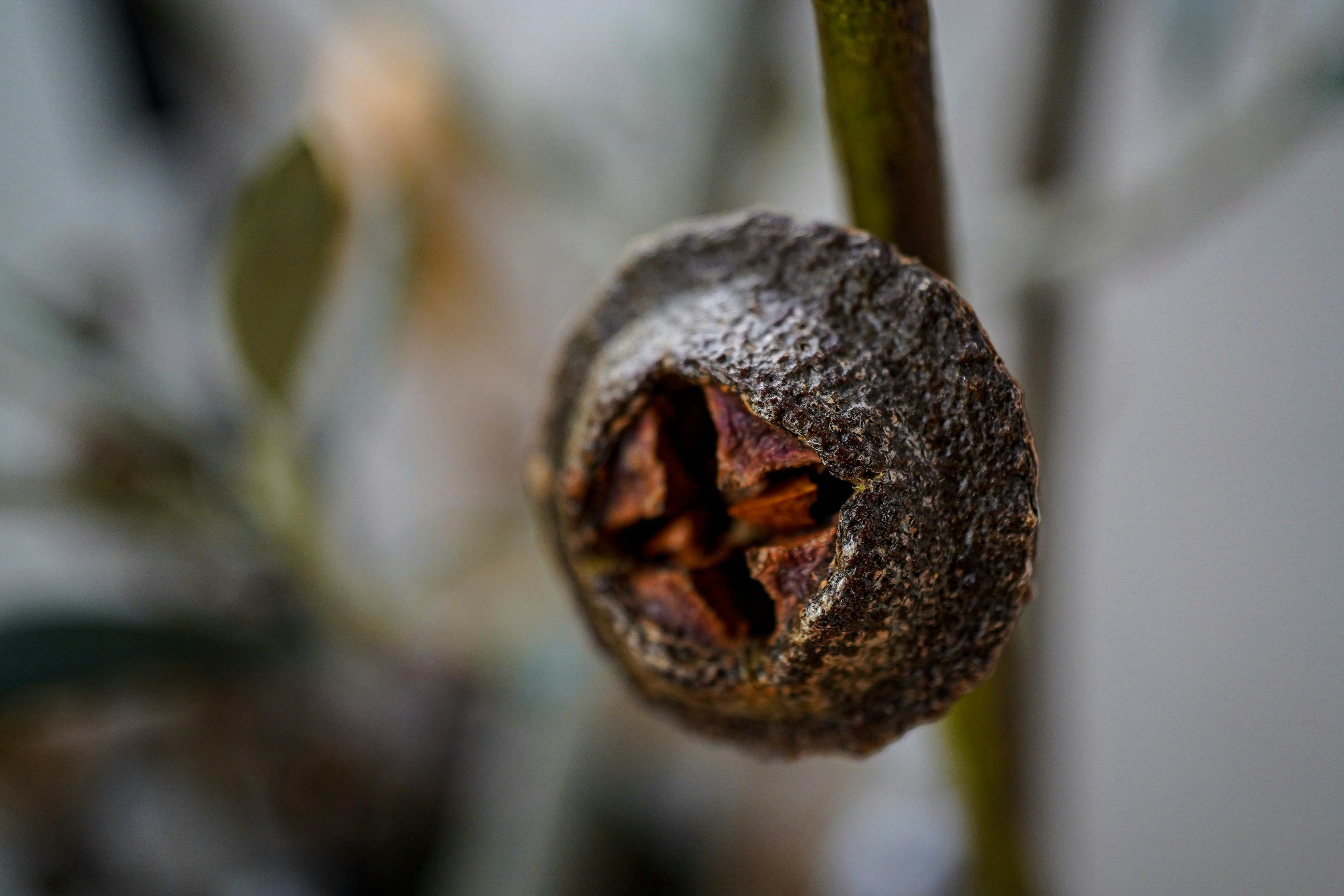 Photo by silvanamool