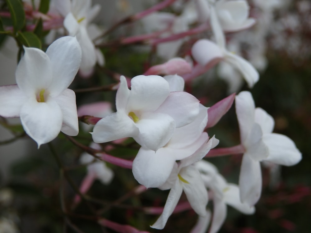 a bunch of white flowers that are on a tree