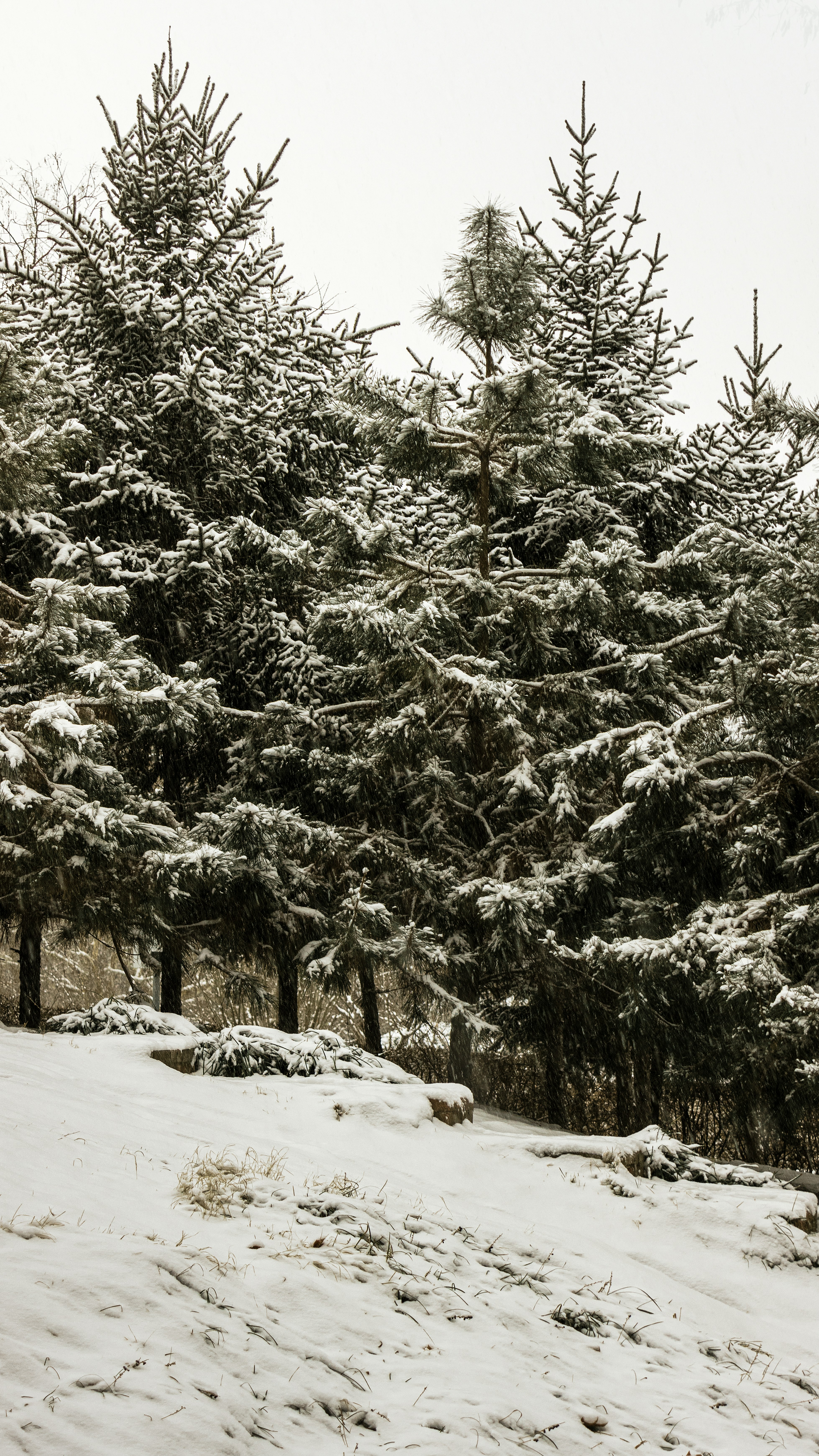 Photo by juliuscarmine