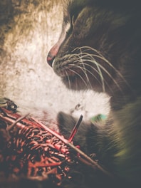 A close-up side profile of a cat with focus on its whiskers and muzzle. The background is blurred and the foreground includes twigs or branches with a reddish-brown hue.