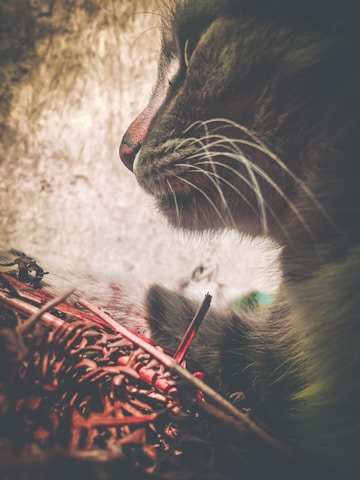 A close-up side profile of a cat with focus on its whiskers and muzzle. The background is blurred and the foreground includes twigs or branches with a reddish-brown hue.
