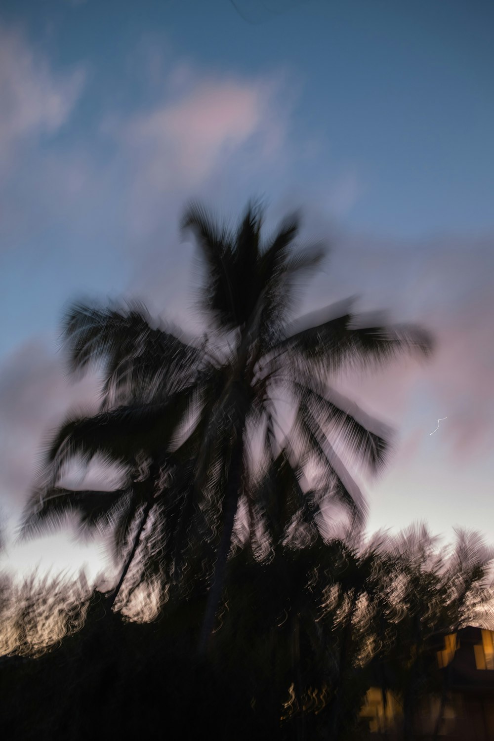 a palm tree with a house in the background