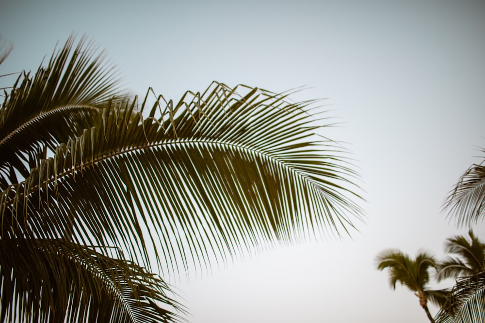 a palm tree is shown against a gray sky