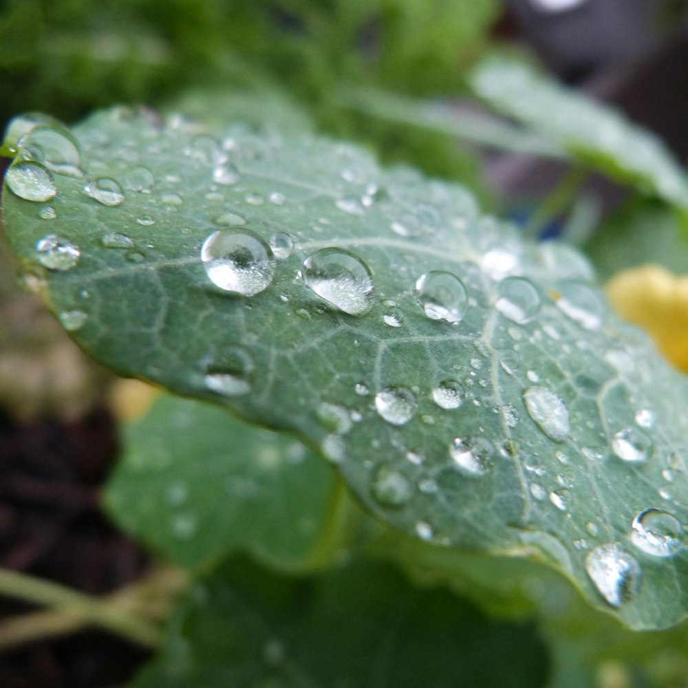 a green leaf with water droplets on it