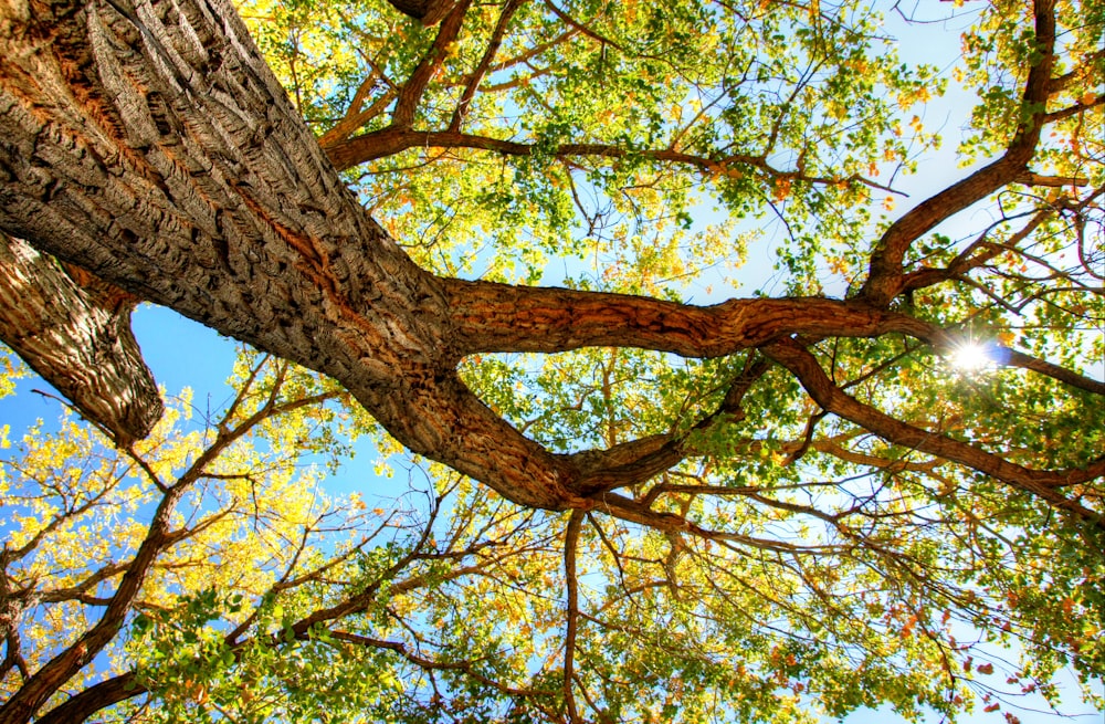 looking up at the branches of a large tree