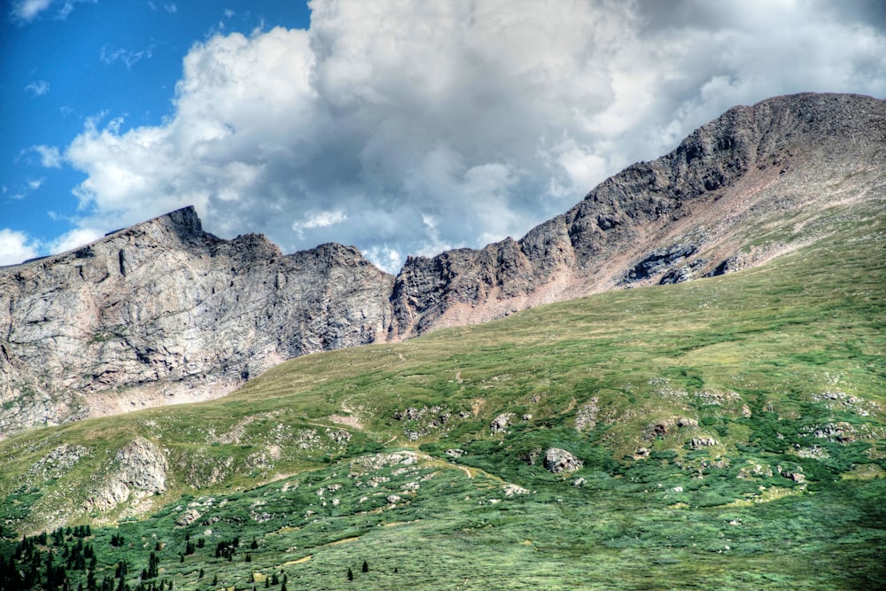 a group of animals grazing on a lush green hillside