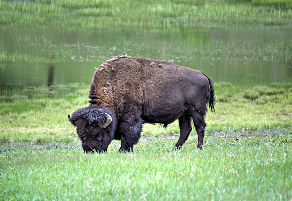 a bison grazes in a grassy field next to a pond