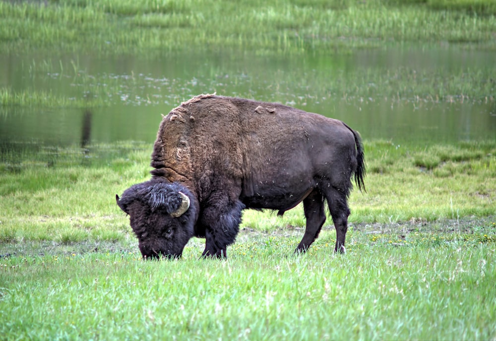 Un bison paît dans un champ herbeux à côté d’un étang