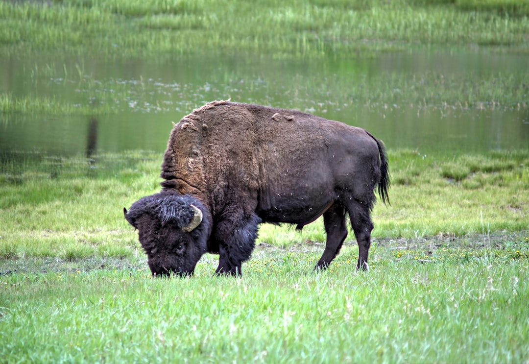 a bison grazes in a grassy field next to a pond, Buffalo at Yellowstone on Eastern Grand Loop Road</p></figure><p>The eastern portion of Yellowstone