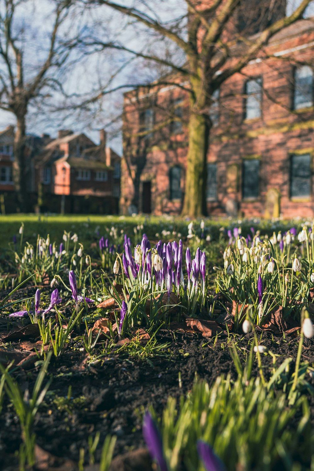 a field of purple and white flowers in front of a brick building