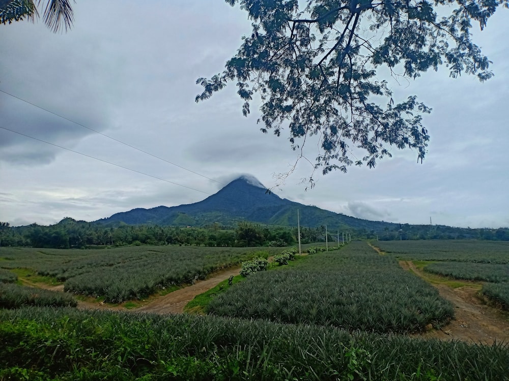 a field with a dirt road and a mountain in the background