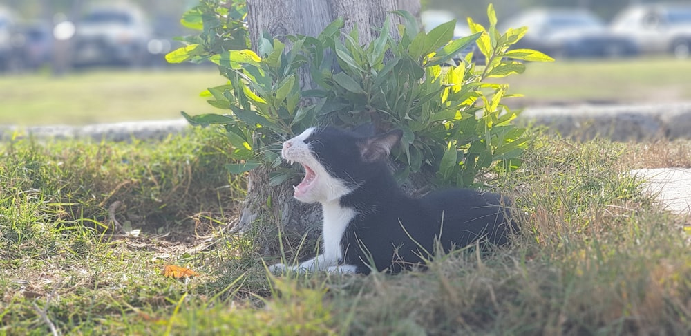 a black and white cat sitting next to a tree
