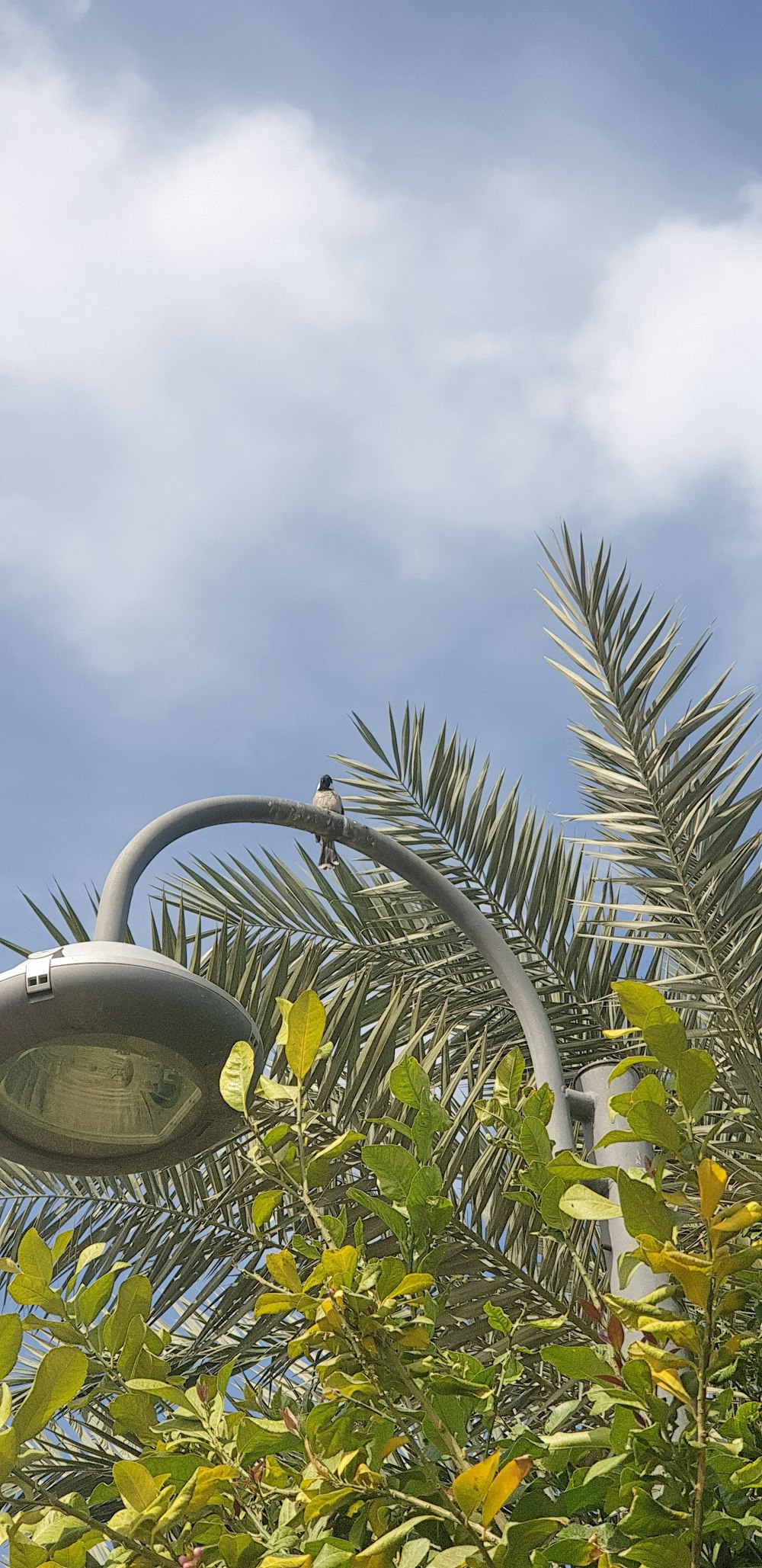 Eine Straßenlaterne, die an der Seite einer Palme hängt