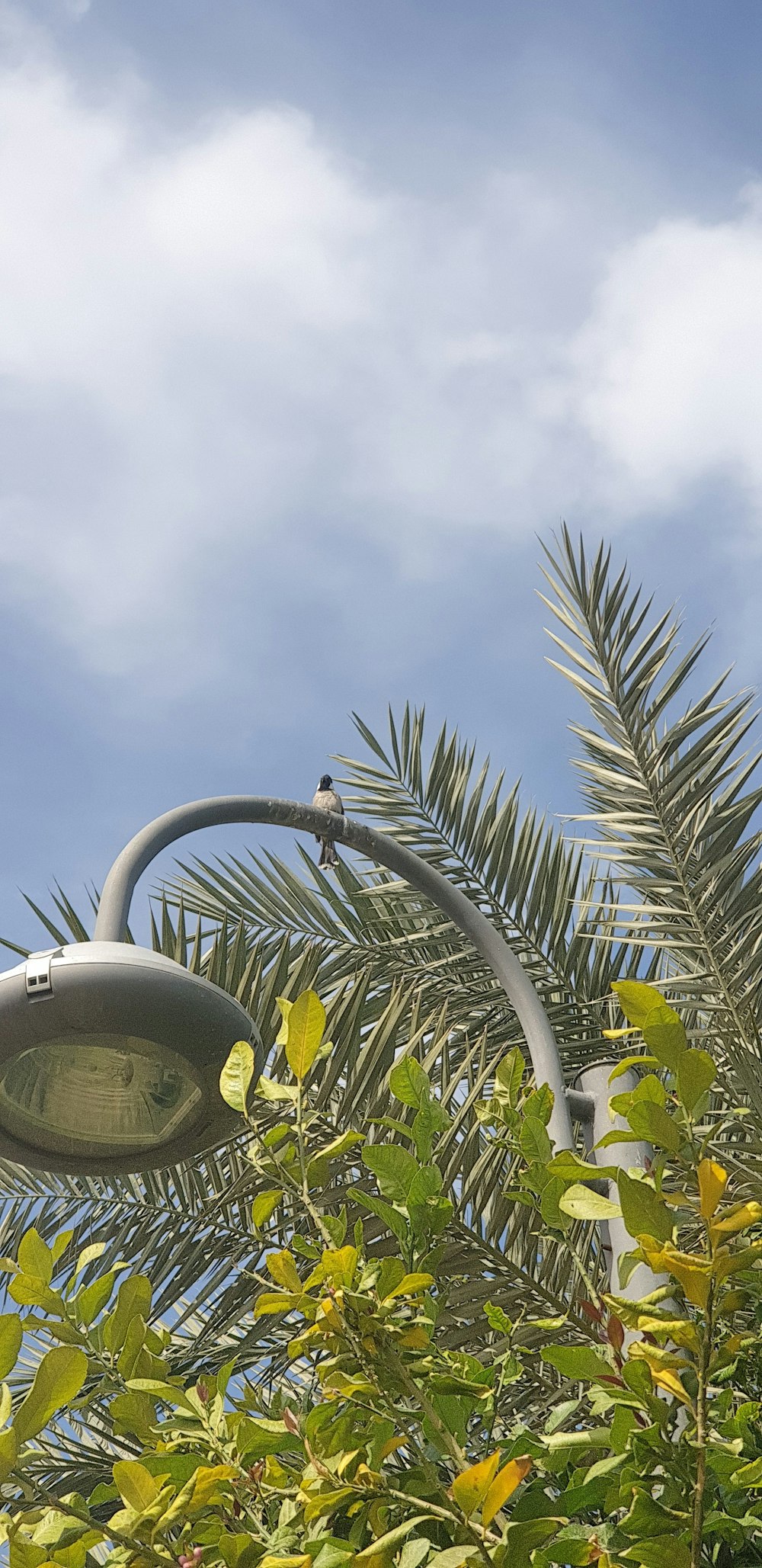 un lampadaire suspendu au flanc d’un palmier