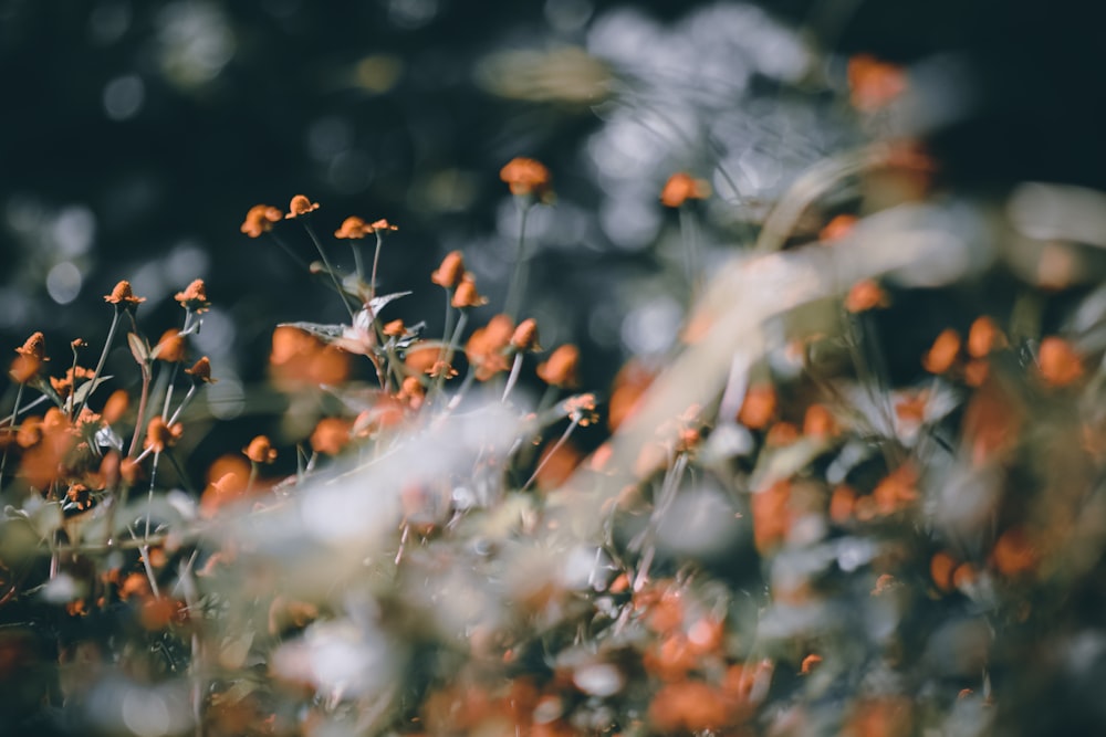 a bunch of flowers that are in the grass