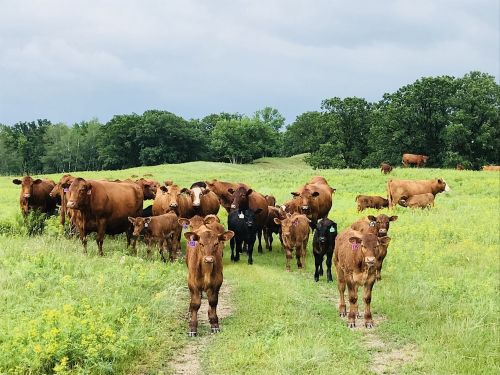 a herd of cattle walking across a lush green field