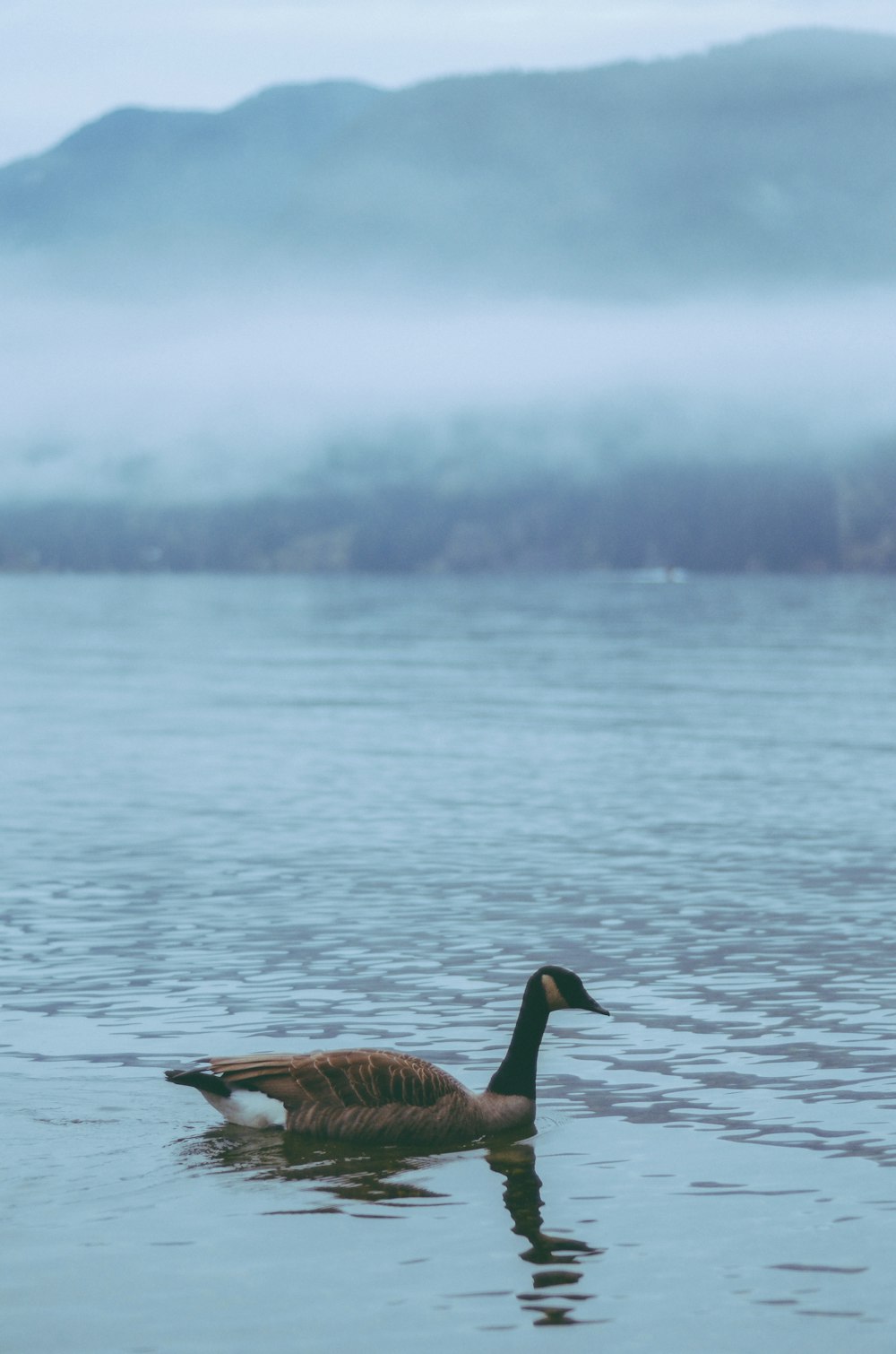 a duck floating on top of a body of water