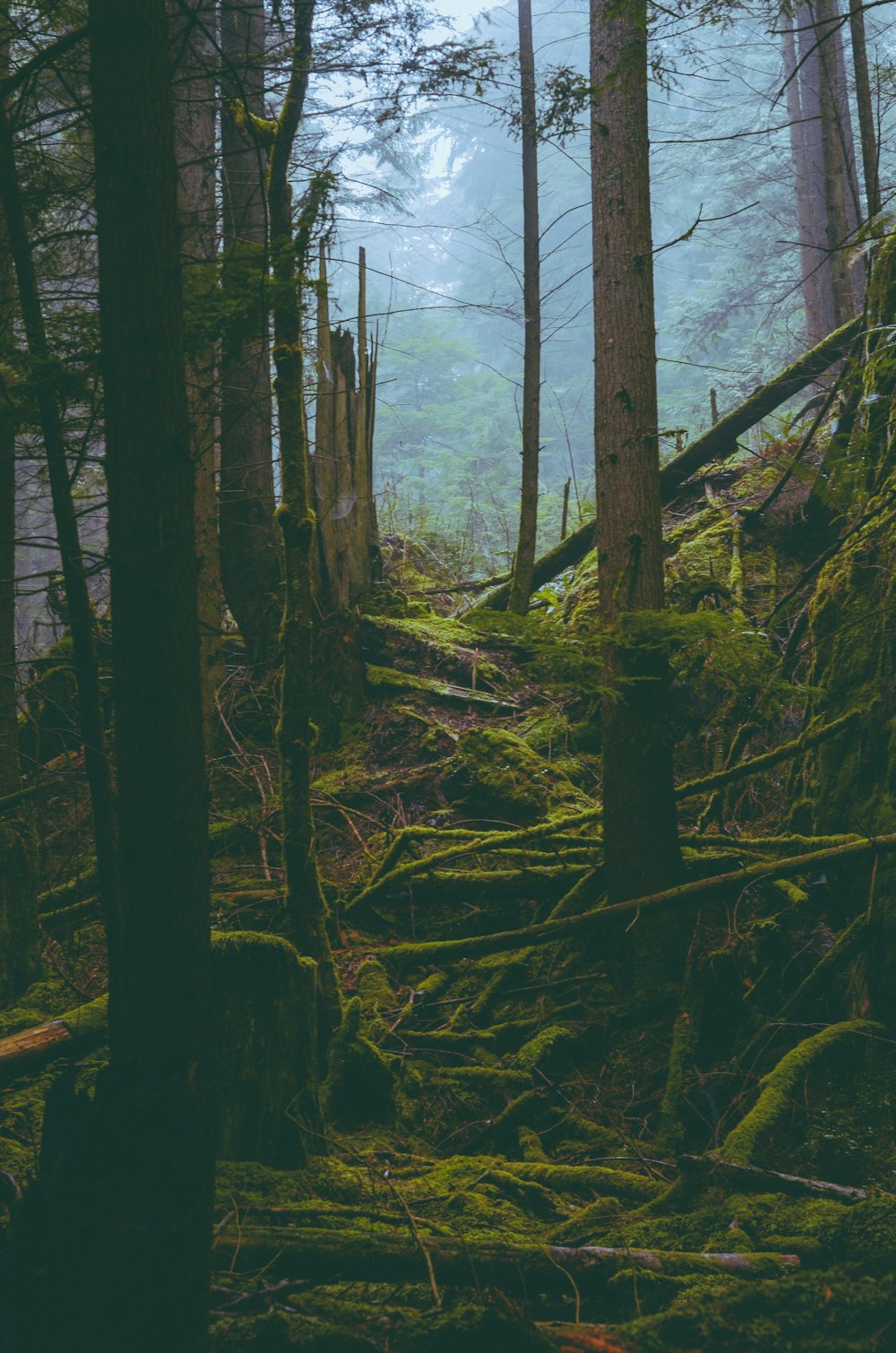 a path in the woods with moss growing on the ground