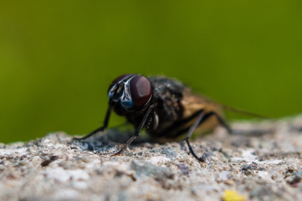 a close up of a fly on a rock