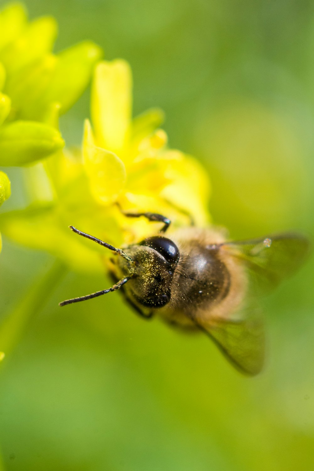 a close up of a bee on a yellow flower