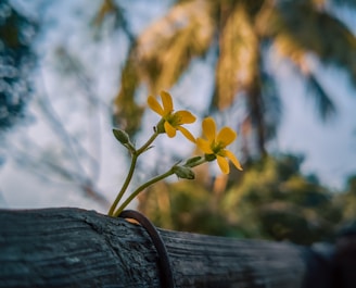 a small yellow flower is growing out of a piece of wood
