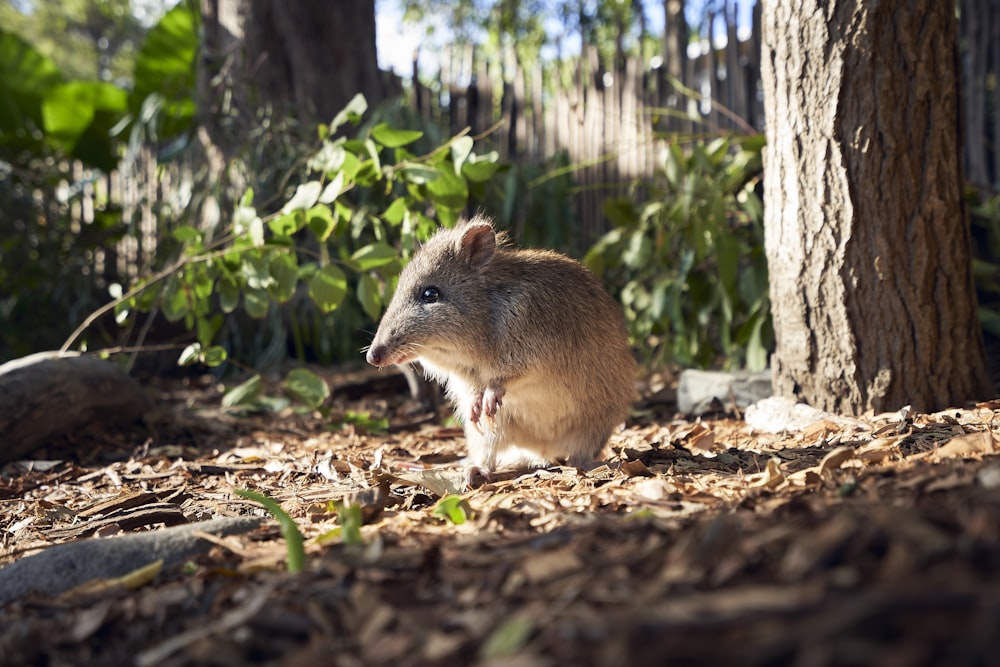 a small rodent walking through a forest