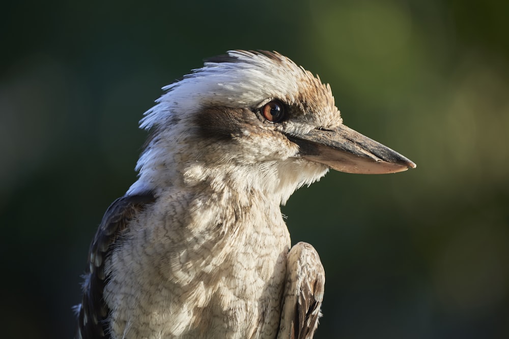 a close up of a bird with a blurry background