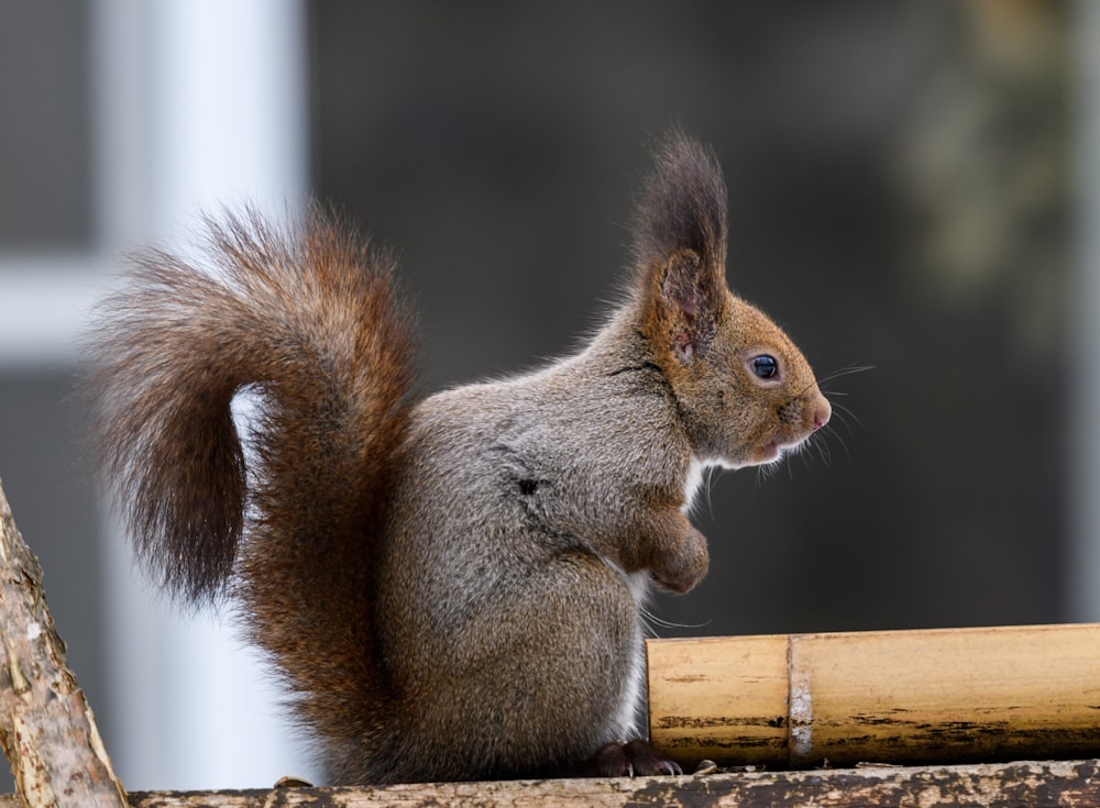 um esquilo sentado em cima de um galho de árvore