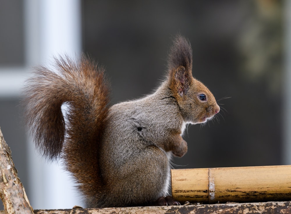 a squirrel sitting on top of a tree branch