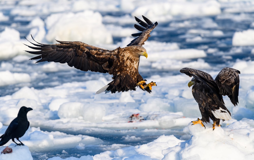 two bald eagles fighting over fish on ice floes