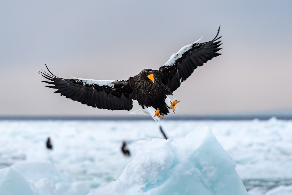 a bald eagle flying over an iceberg in the ocean