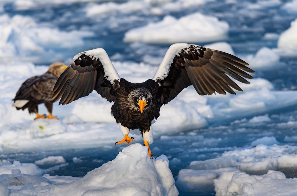 two large birds standing on top of a pile of ice