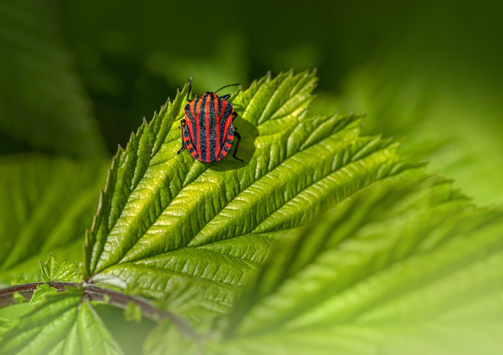 a close up of a green plant