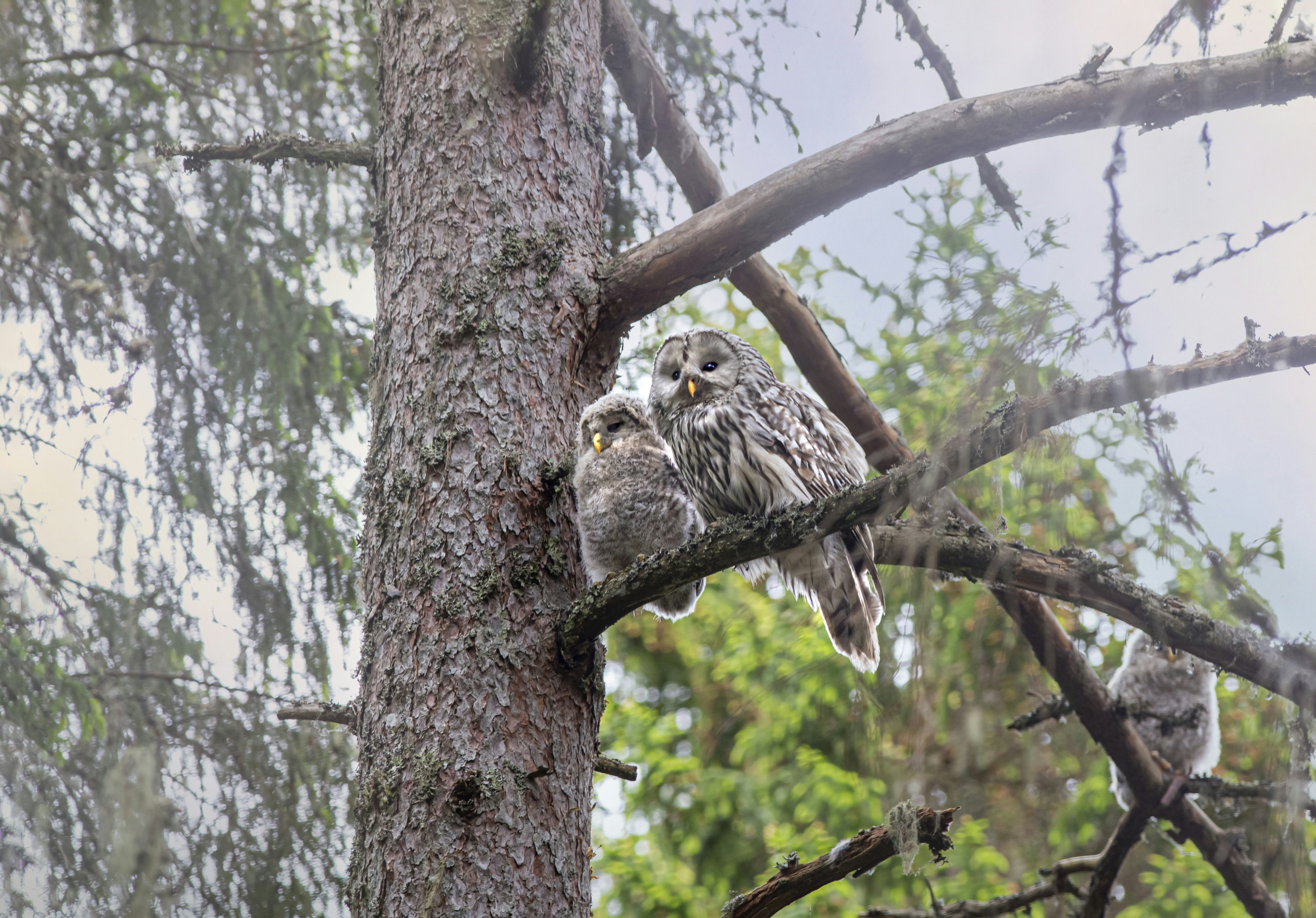 A couple of owls sitting on top of a tree branch photo – Free Vääna ...