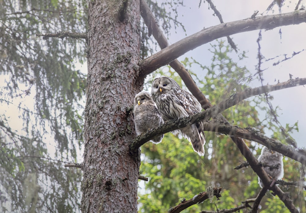 a couple of owls sitting on top of a tree branch