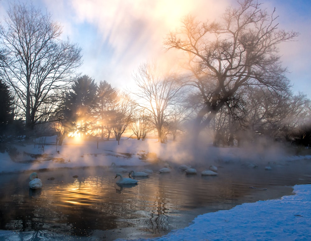 a pond of water