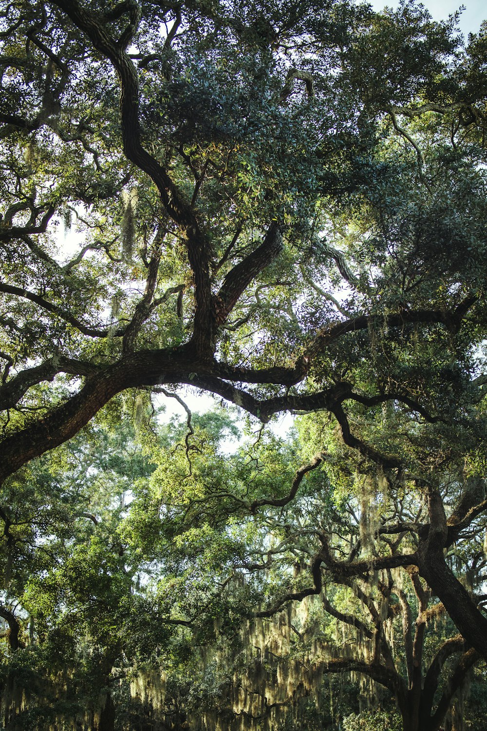 a bench under a canopy of trees in a park