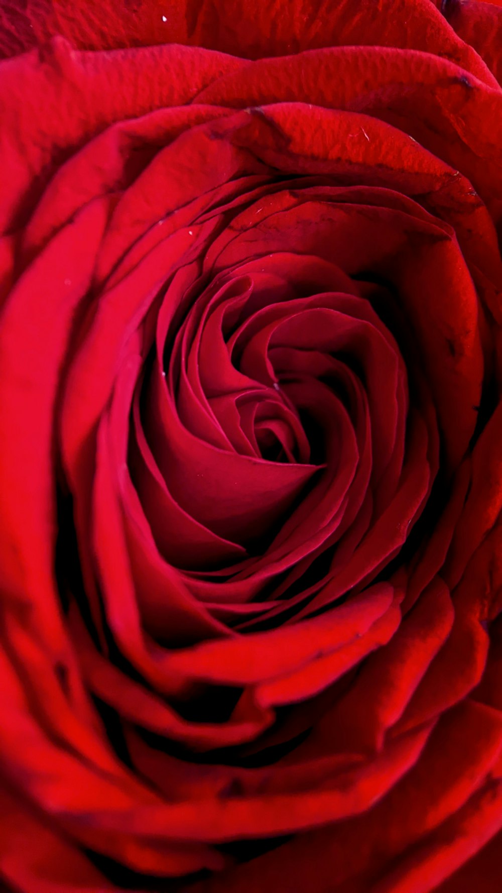 a close up of a red rose flower