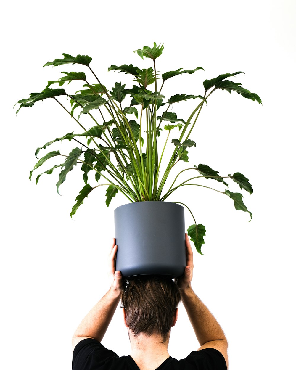 a man holding a potted plant over his head