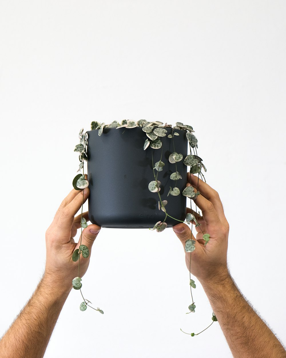 a person holding a pot with a plant growing out of it