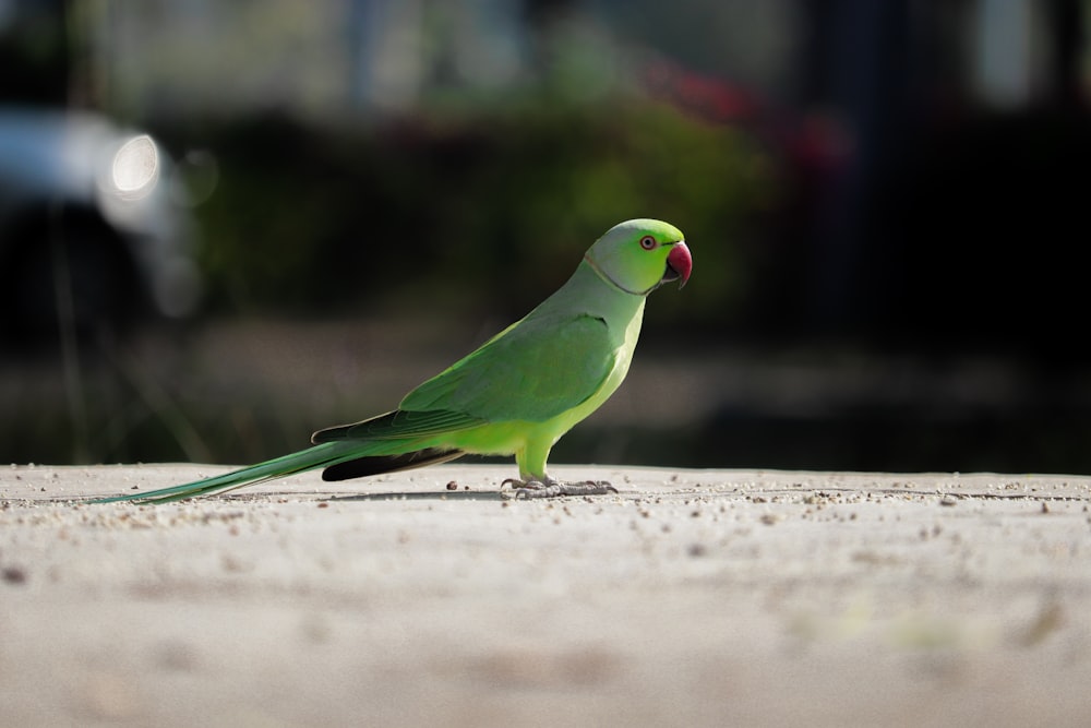 a green bird is standing on the concrete