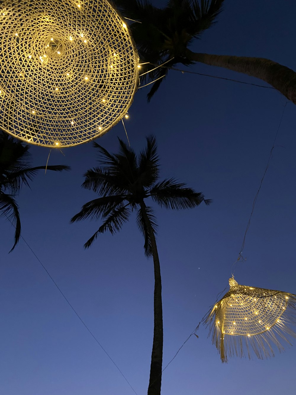 a couple of palm trees with lights hanging from them
