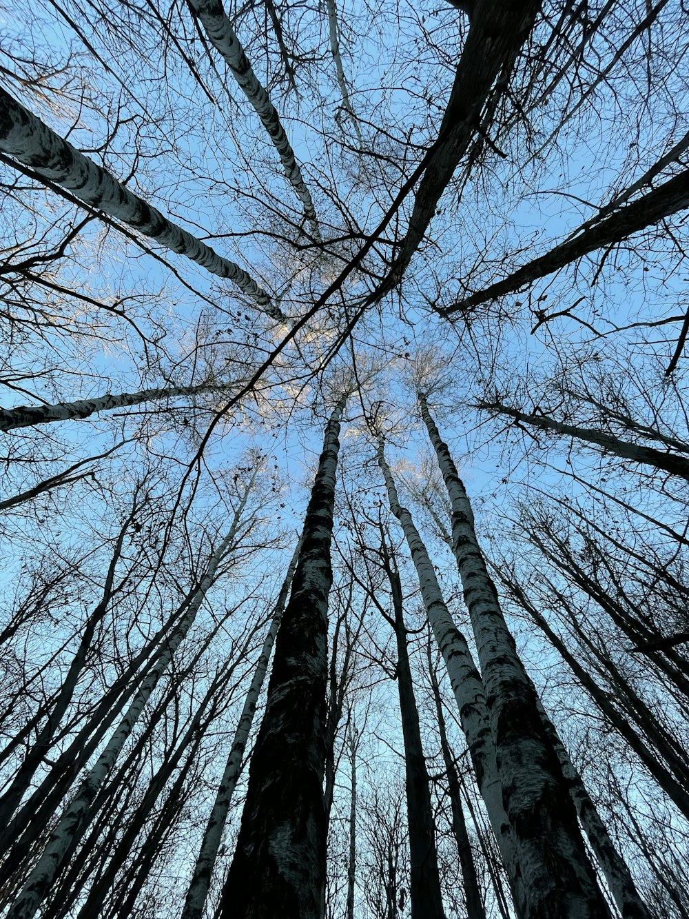 a group of trees that are standing in the snow