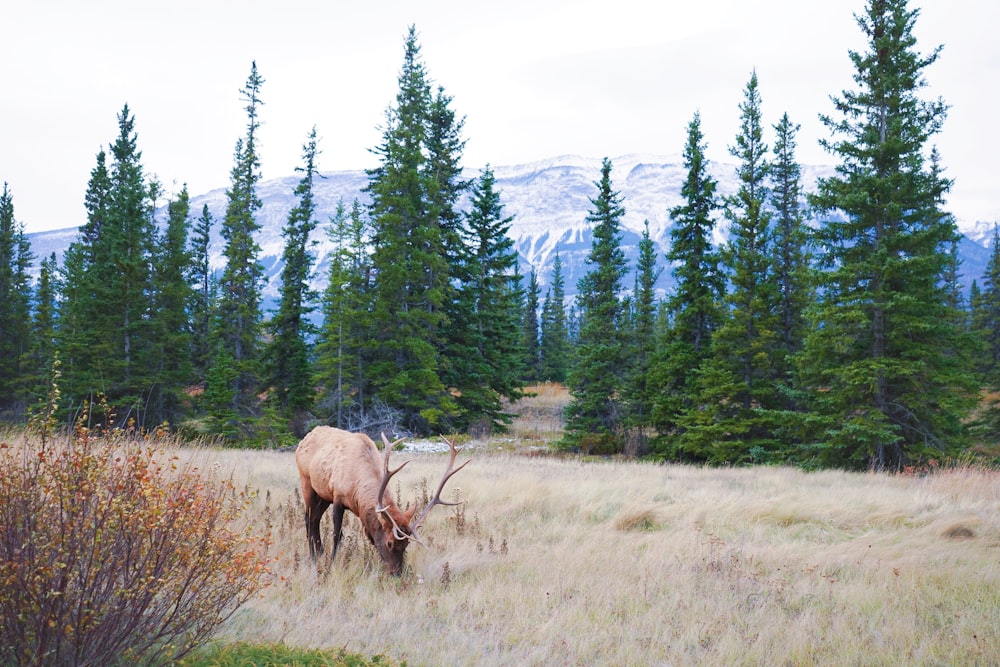 a large elk grazing in a field with trees in the background
