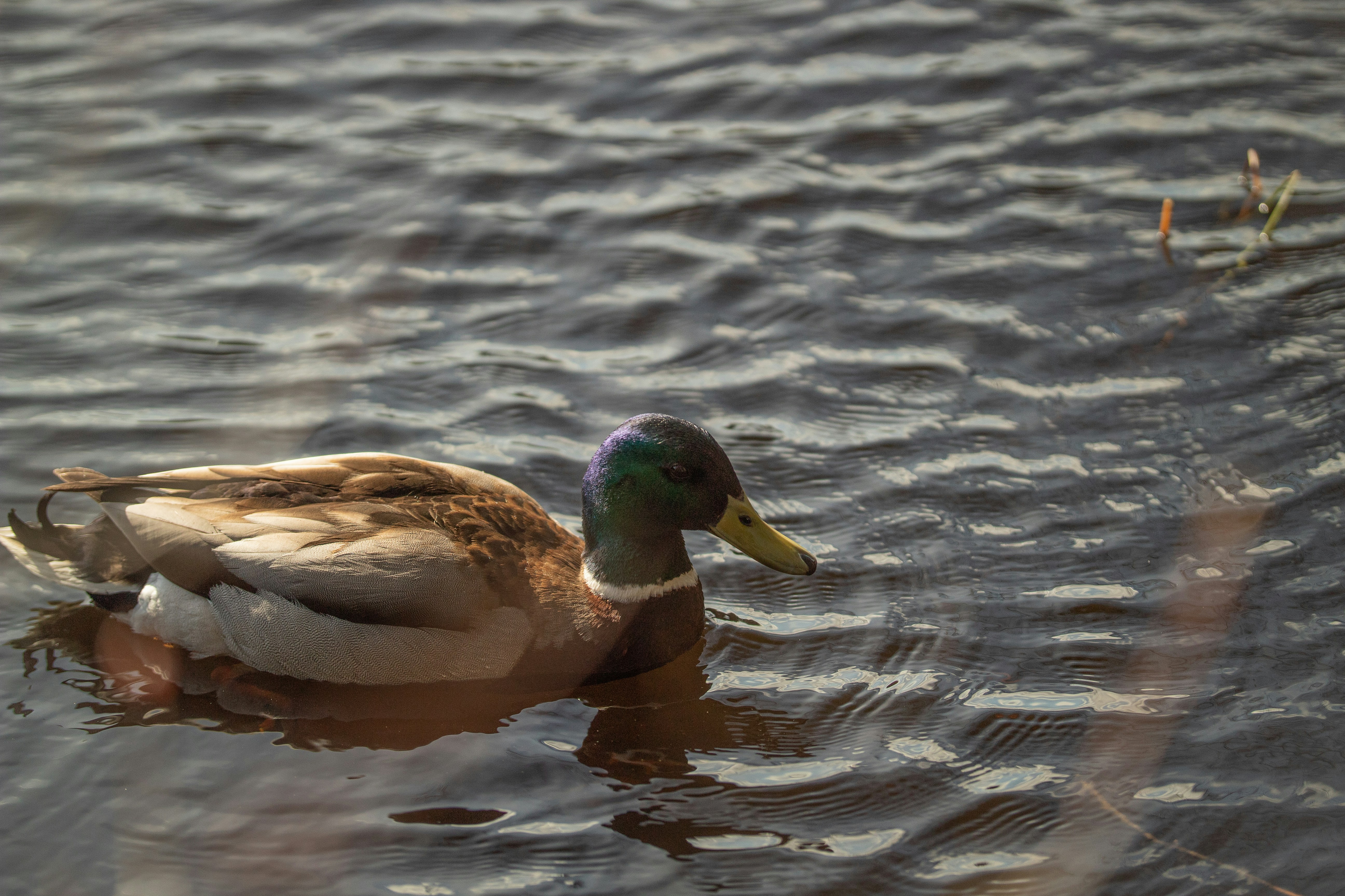 Photo by ellakuuselaphotography